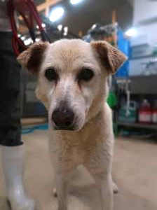 迷い犬1 