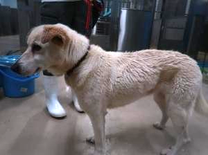 迷い犬2