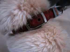 迷い犬3