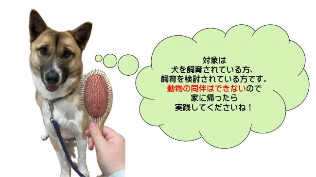 ナンチャン