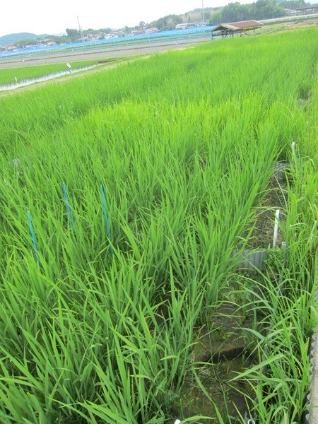 水田圃場の様子