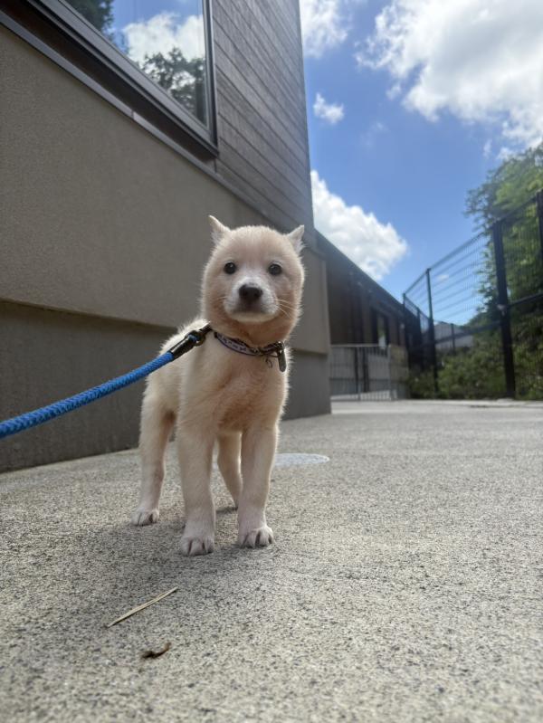 譲渡子犬60番