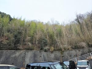 安全確保のため枯れた竹林の伐採整備前（北広島町）