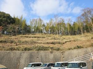  安全確保のため枯れた竹林伐採整備後（北広島町）