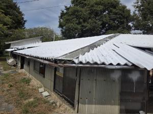 畜舎屋根の白色塗装