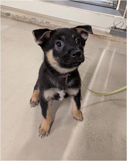 譲渡子犬66番