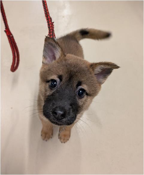 譲渡子犬67番