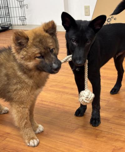 譲渡犬１