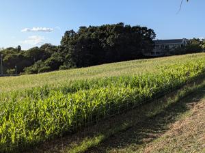 輝くトウモロコシ畑