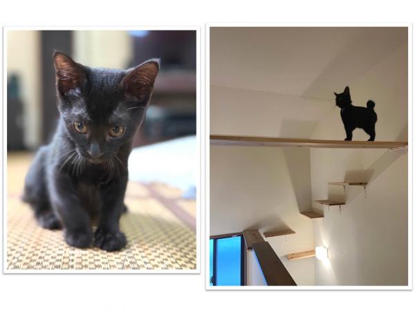 黒猫１