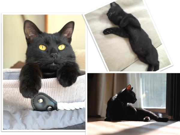 黒猫２