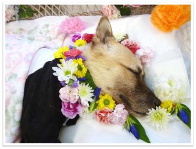 花に囲まれて眠る諭吉（横顔）