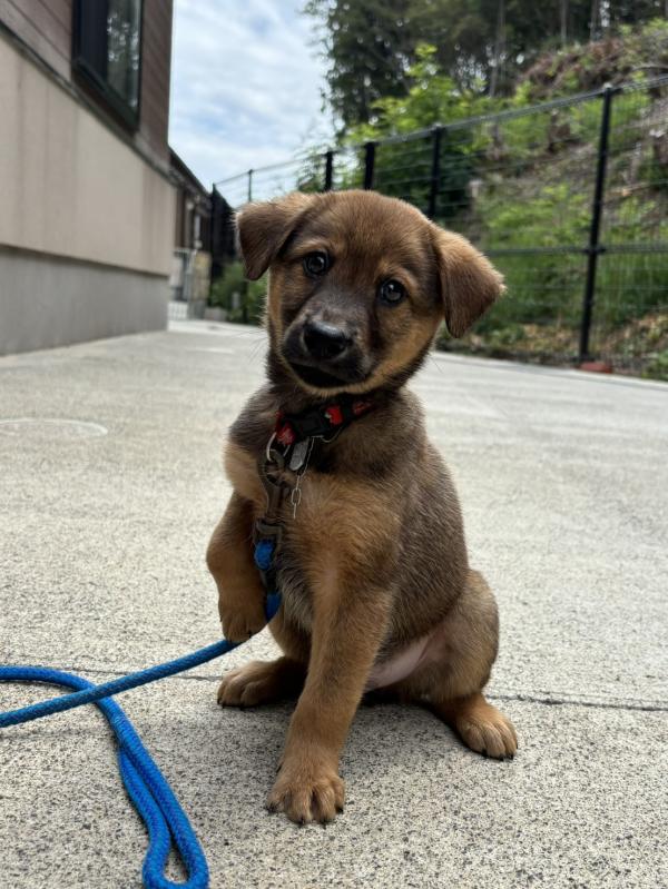 譲渡子犬７３番