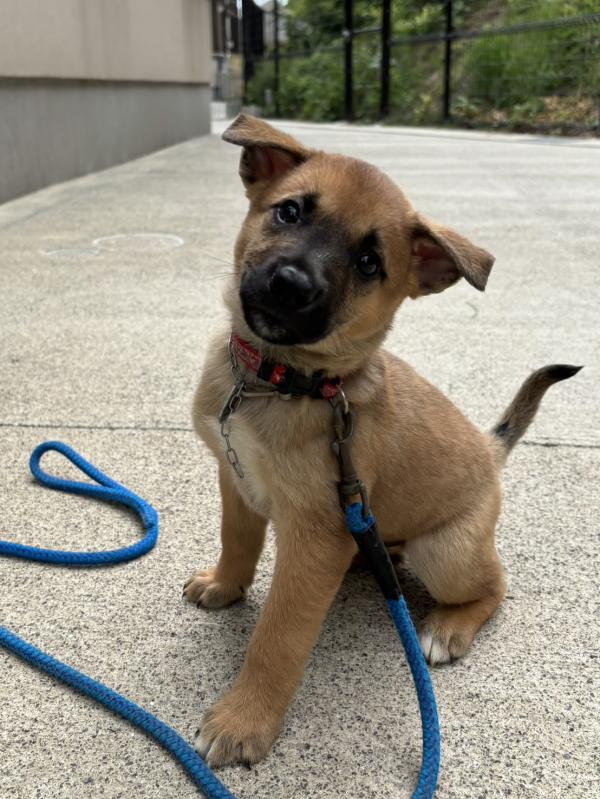 譲渡子犬７７番