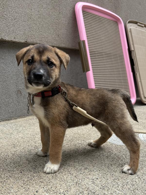 譲渡子犬７８番