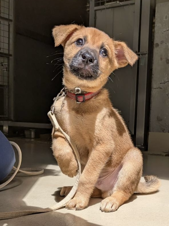 譲渡犬72