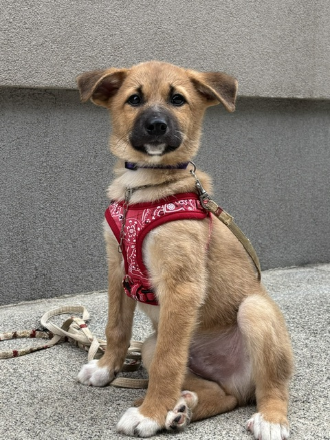 譲渡犬83