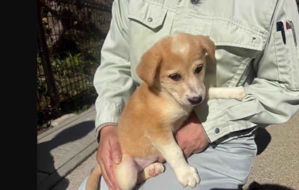 譲渡用犬
