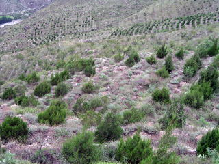 乾燥山地試験林の２００４年の様子の写真８