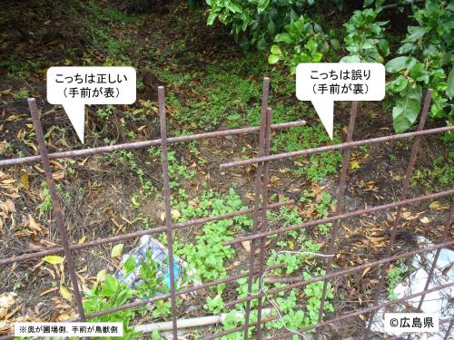 表裏