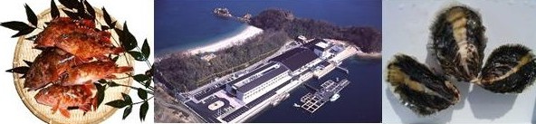水産海洋技術センター